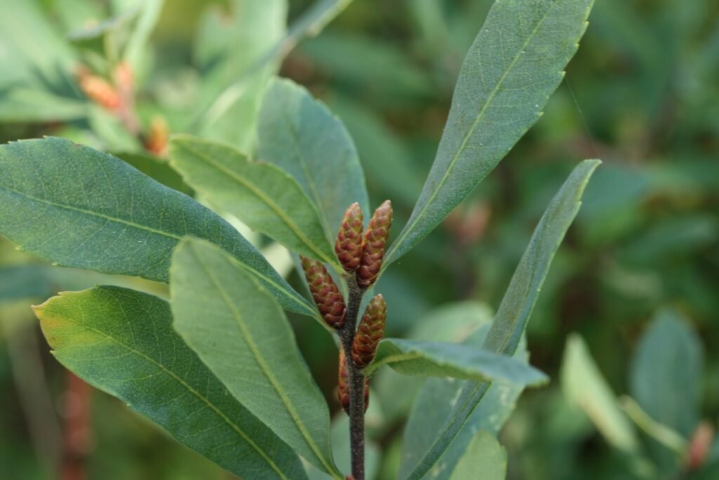 Bog Myrtle (Myrica Gale)