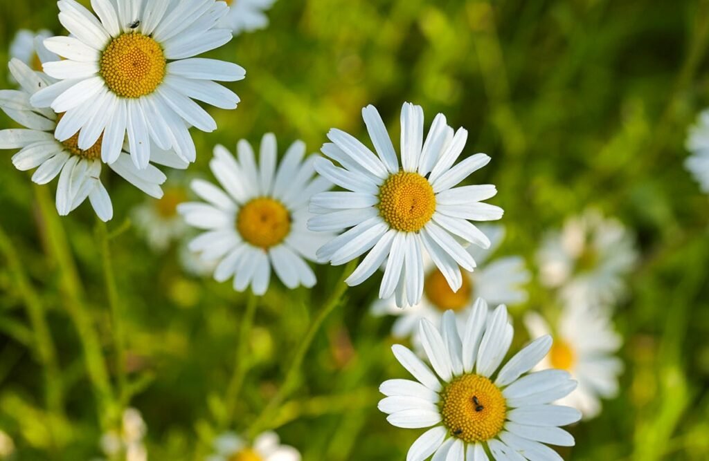 Oxeye Daisy (Leucanthemum Vulgare)
