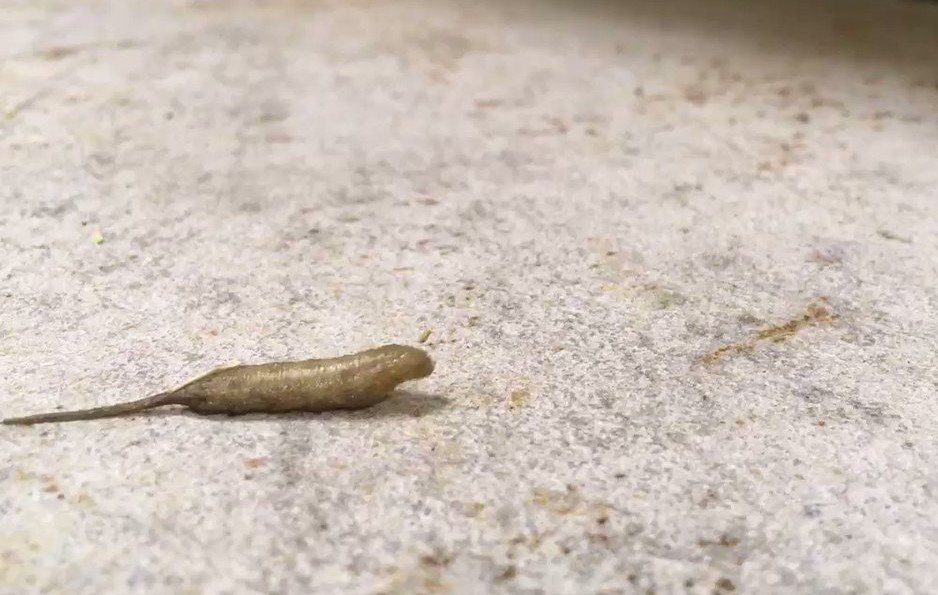 rat tailed maggot
