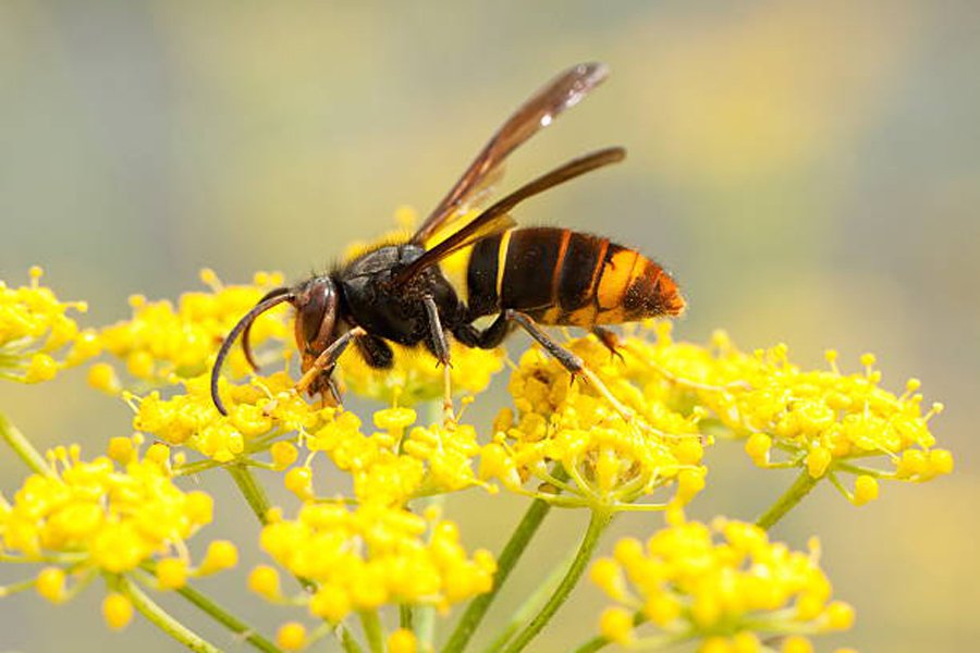 Asian Hornet (Vespa Velutina)