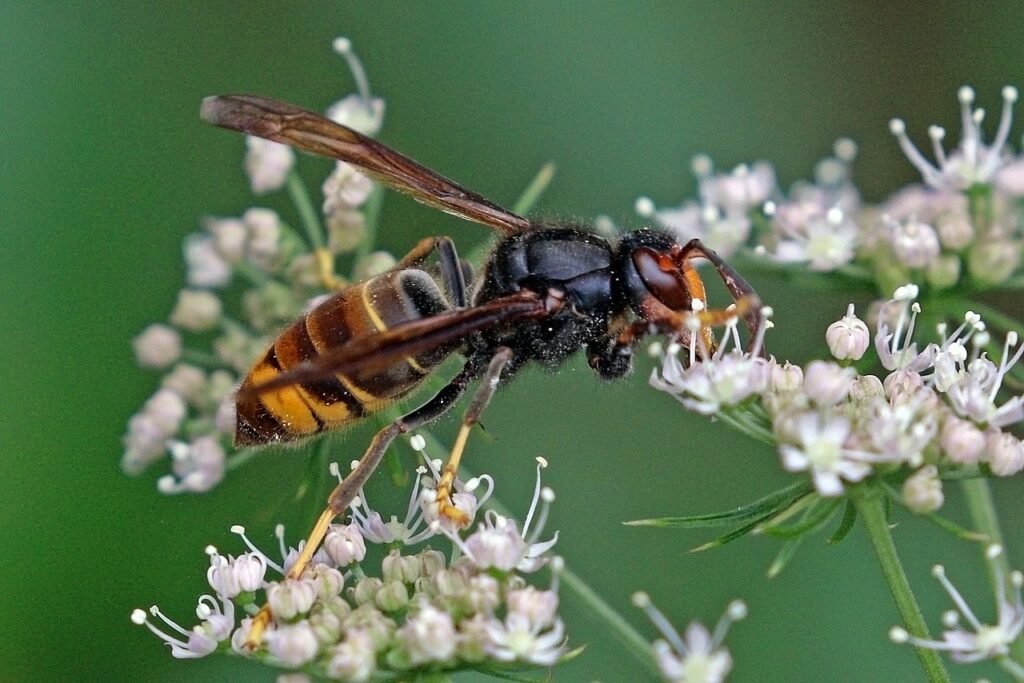 Asian hornet (Vespa velutina)
