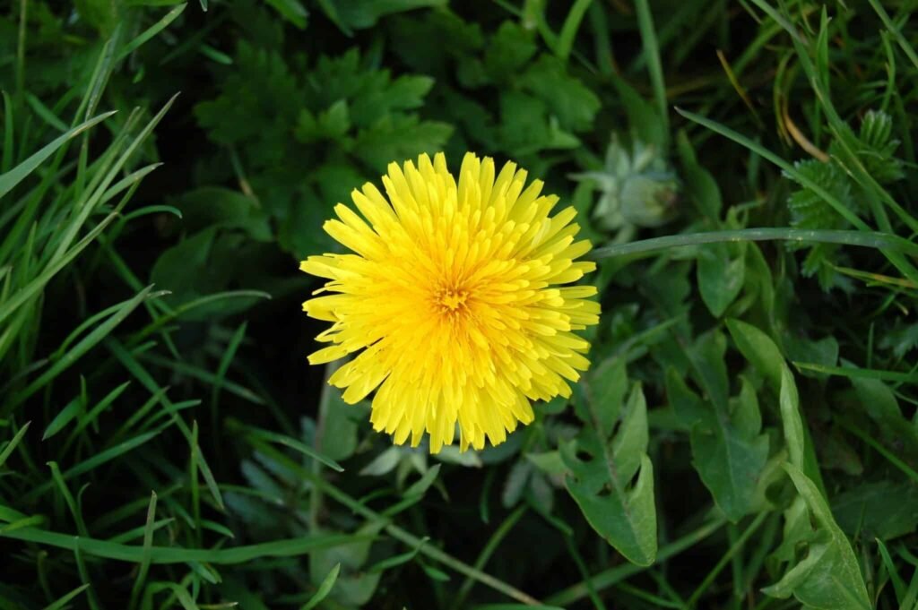 Taraxacum dandelion