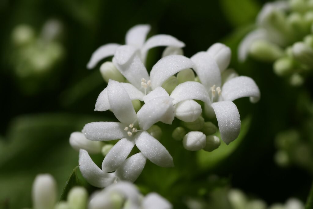 sweet woodruff