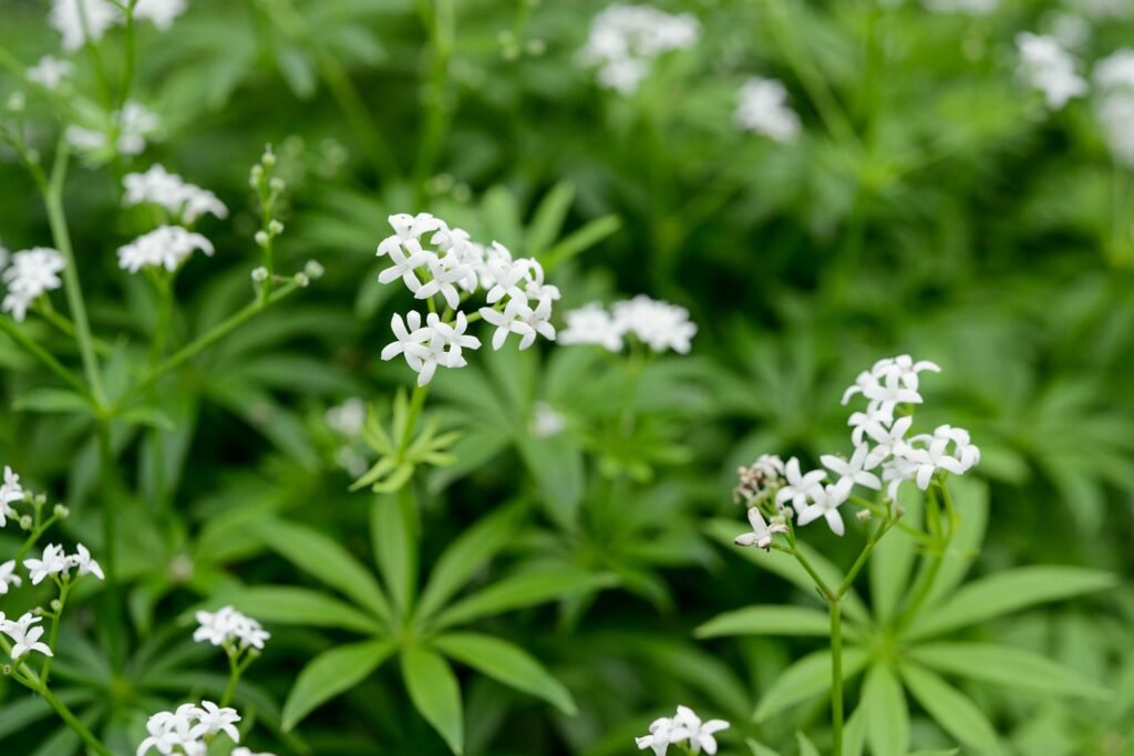 sweet woodruff