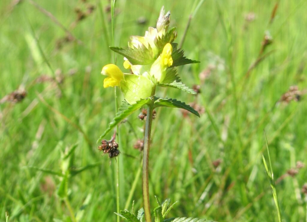 Yellow Rattle