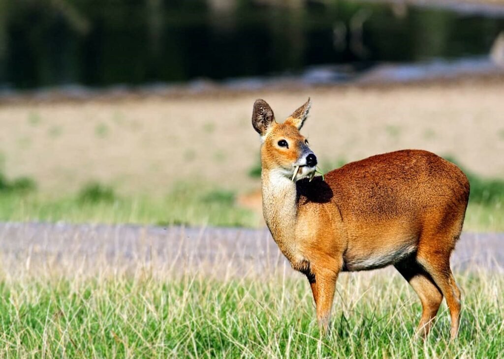 Chinese Water Deer