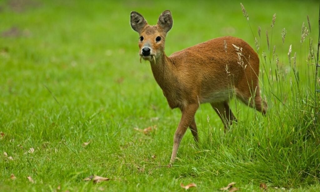 Male Chinese Water Deer