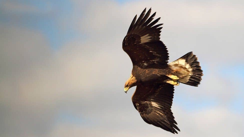 A Golden Eagle on the hunt