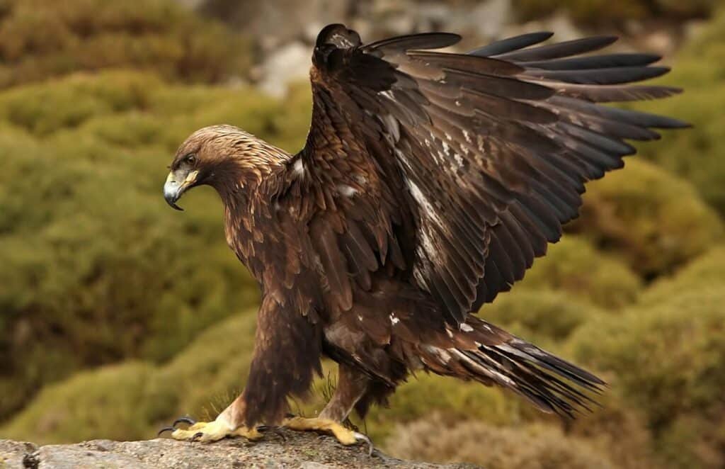 Golden Eagle (Aquila Chrysaetos)