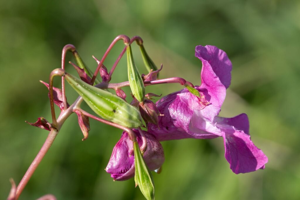 Himalayan-balsam