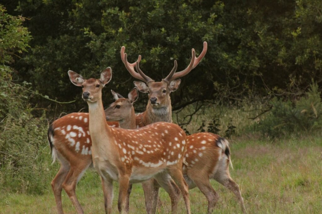 Manchurian Sika Deer