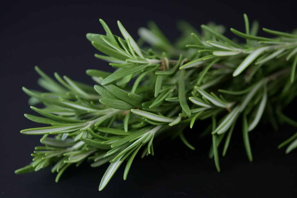 Tarragon (Artemisia Dracunculus)