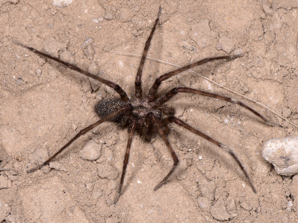 Tegenaria Parietina