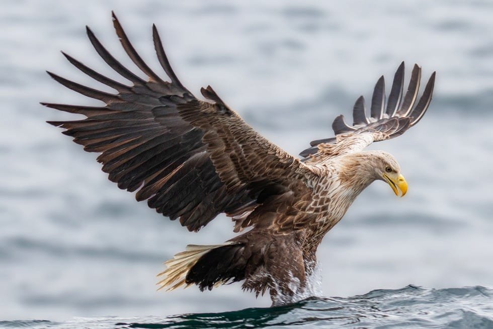 White-tailed eagle hunting fish