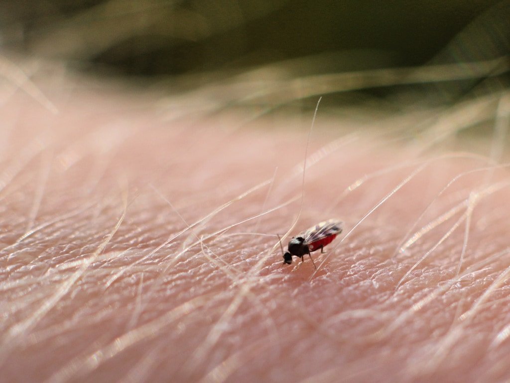 A Scottish Biting Midge