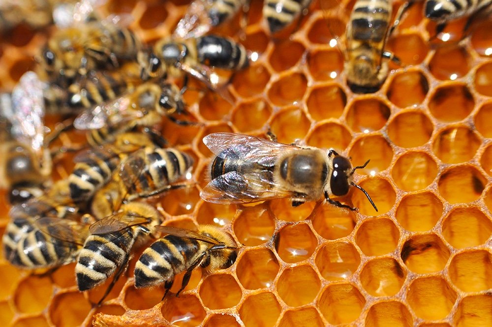 Drone bee or male bee with bee worker