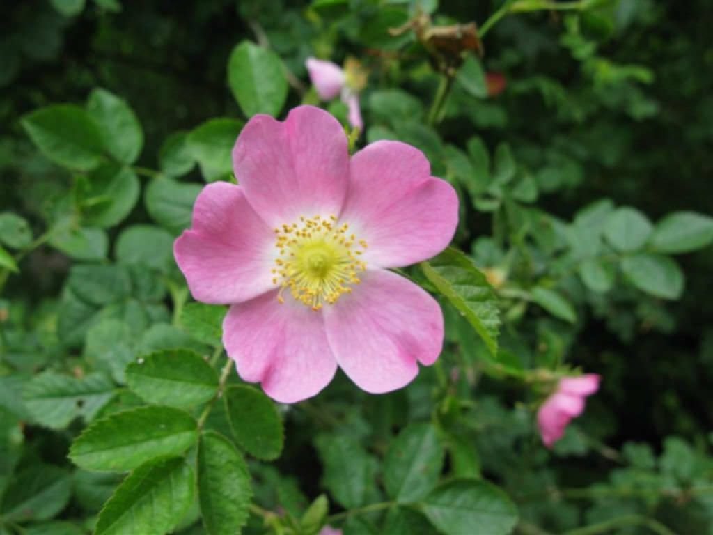 briar rose