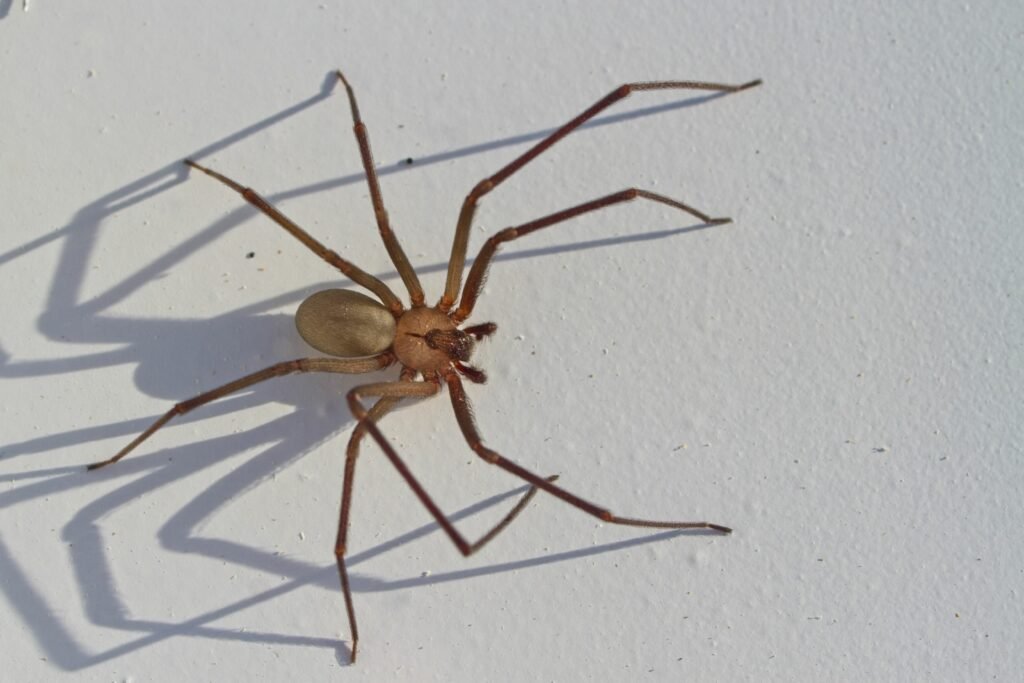Brown recluse spider