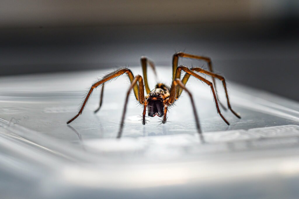 Cardinal spider