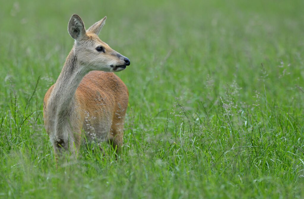 Female Chinese Water Deer