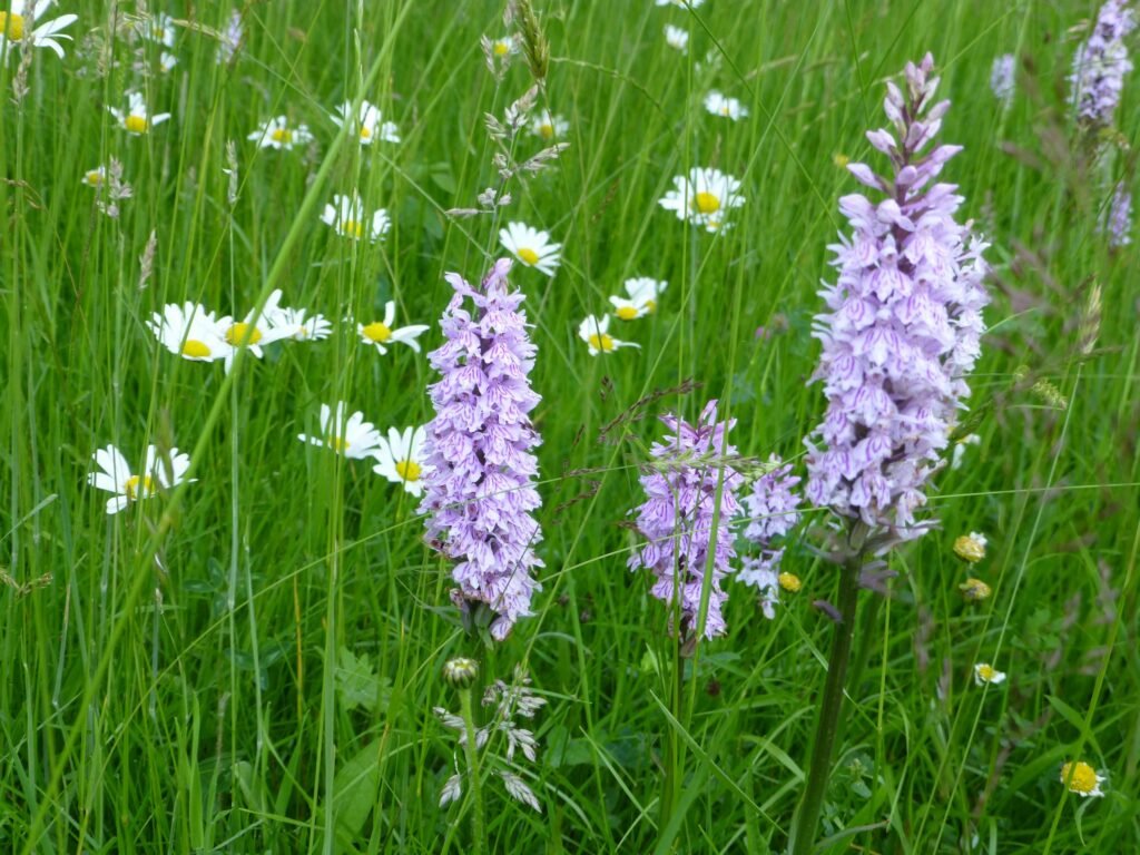 Common spotted orchid