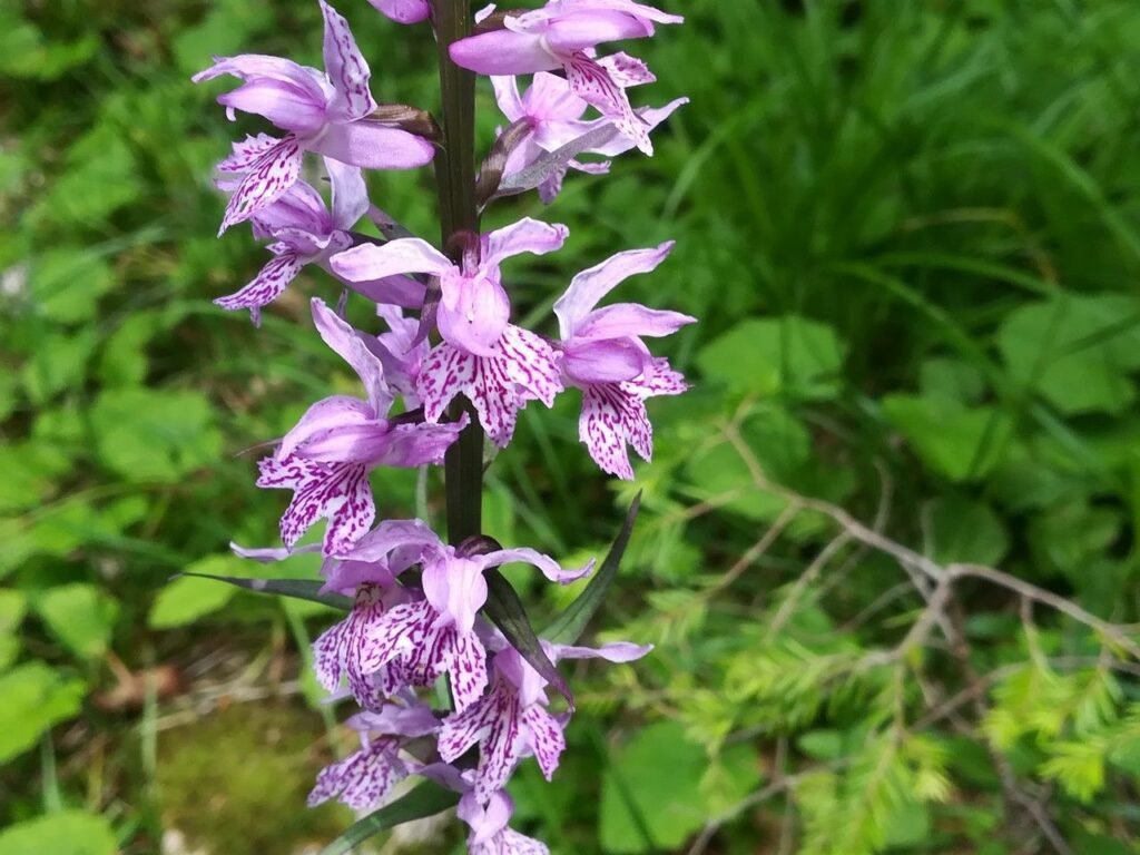 Common Spotted Orchid (Dactylorhiza Fuchsii)