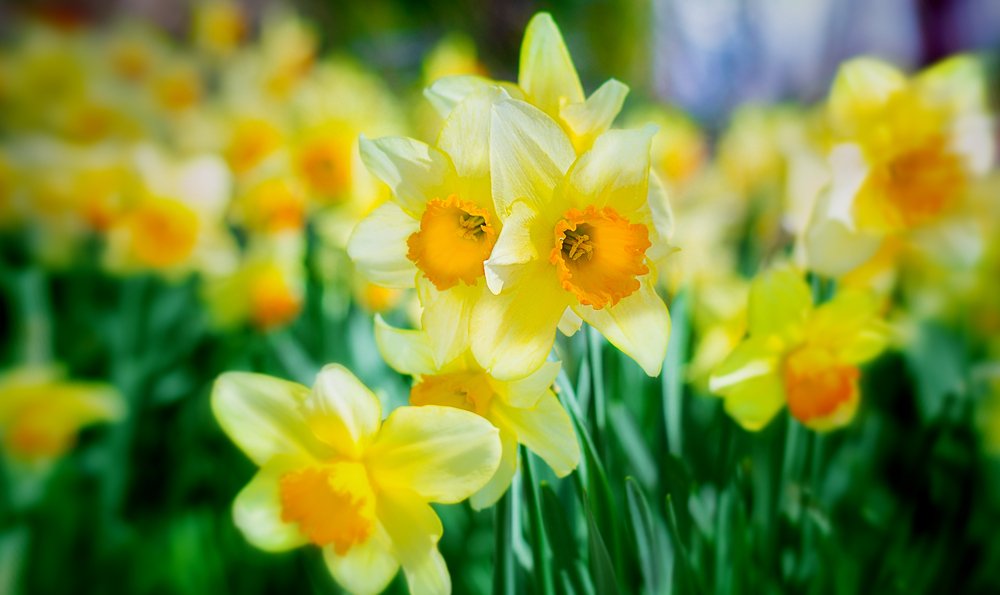 Daffodil (Narcissus)