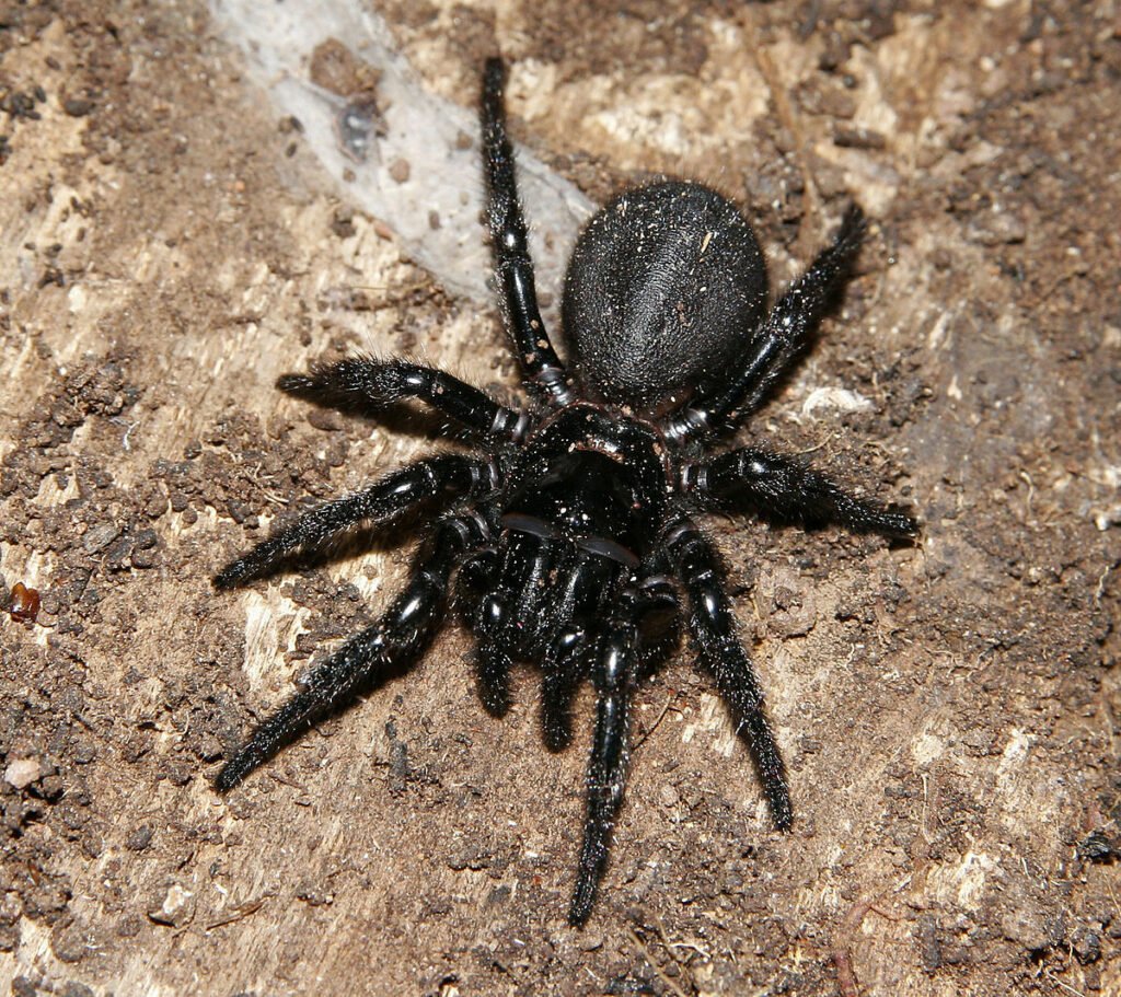 funnel web spider