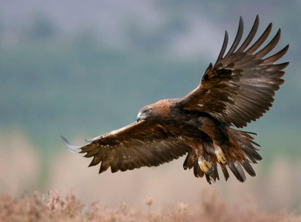 Golden eagle
