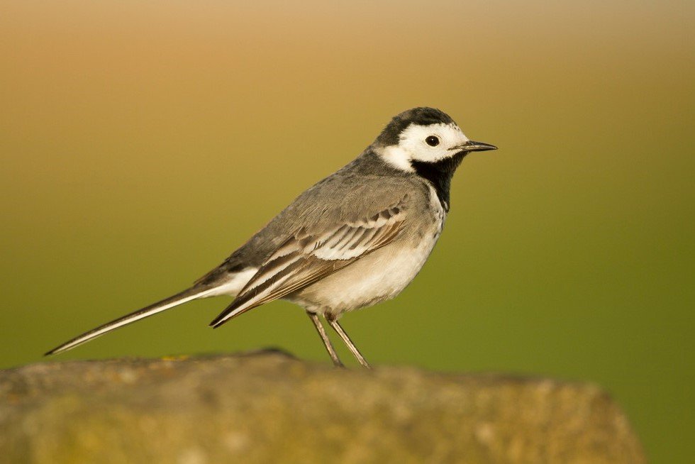 Female Pied Wagtail (Motacilla alba yarrellii)
