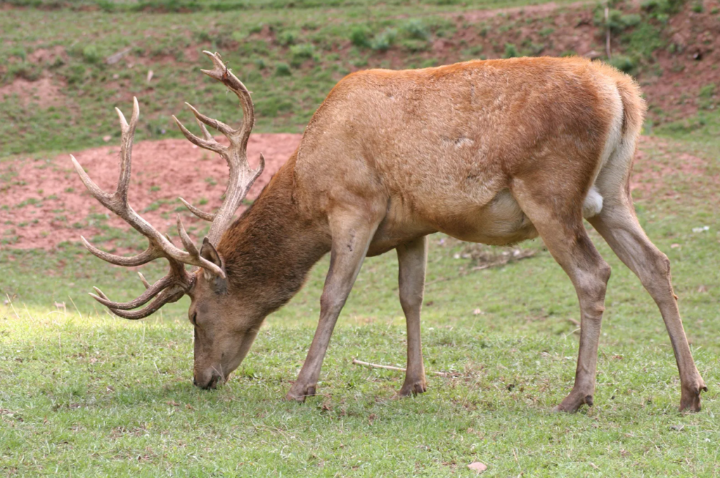 Red Deer (Cervus Elaphus)