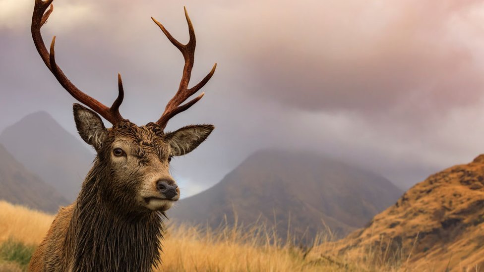 Red Deer (Cervus Elaphus)