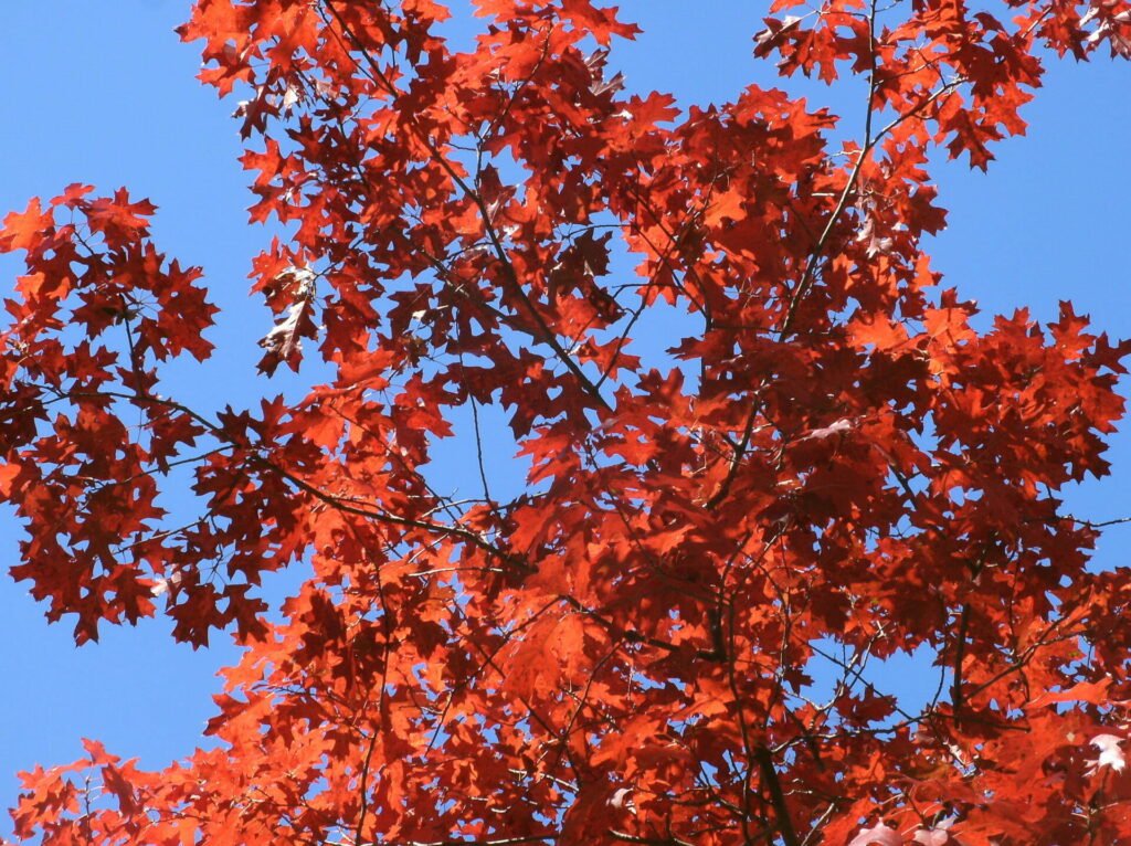 red oak