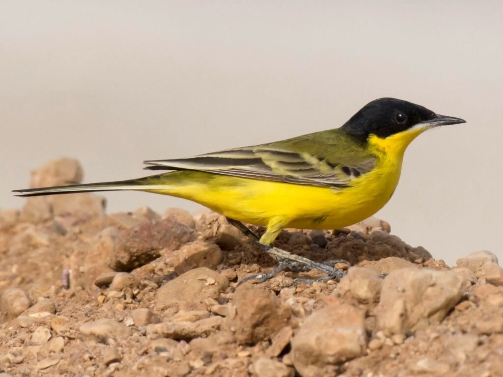 Western yellow wagtail