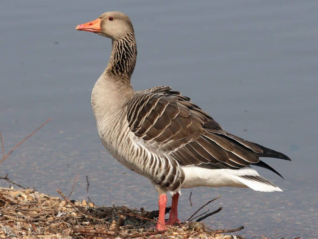 Greylag goose