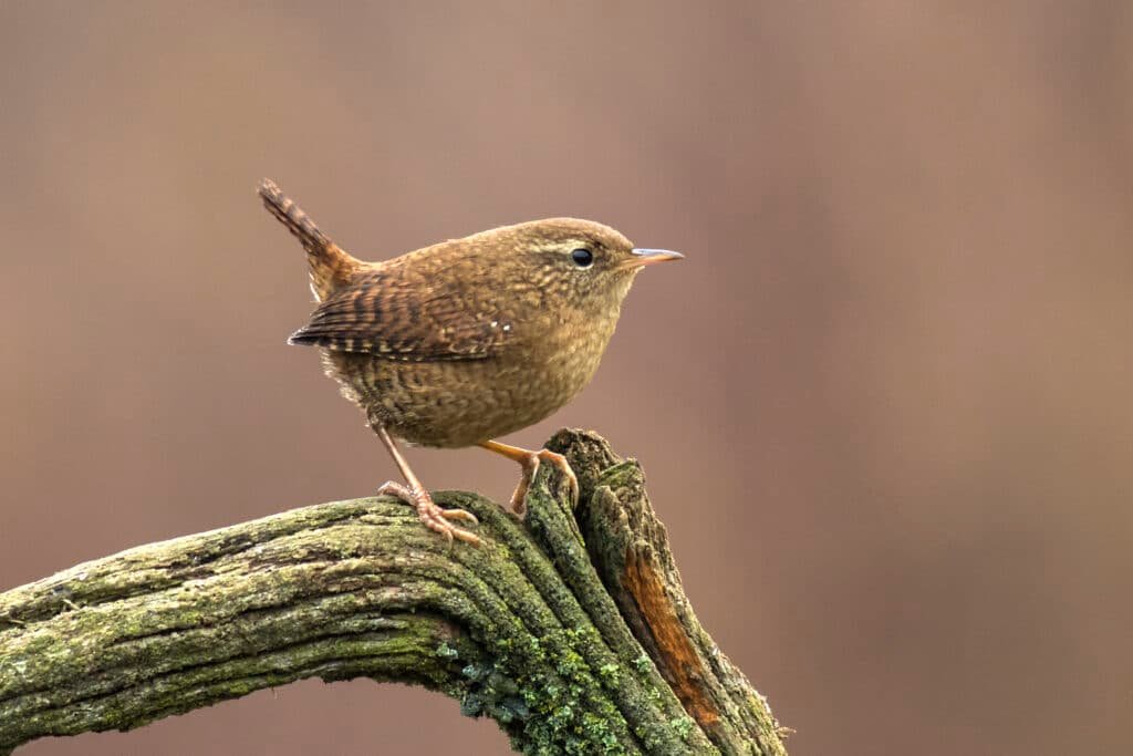 Wren