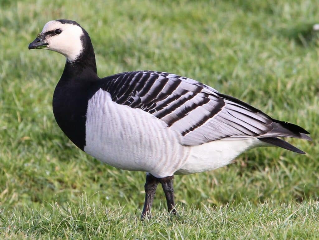 Barnacle goose