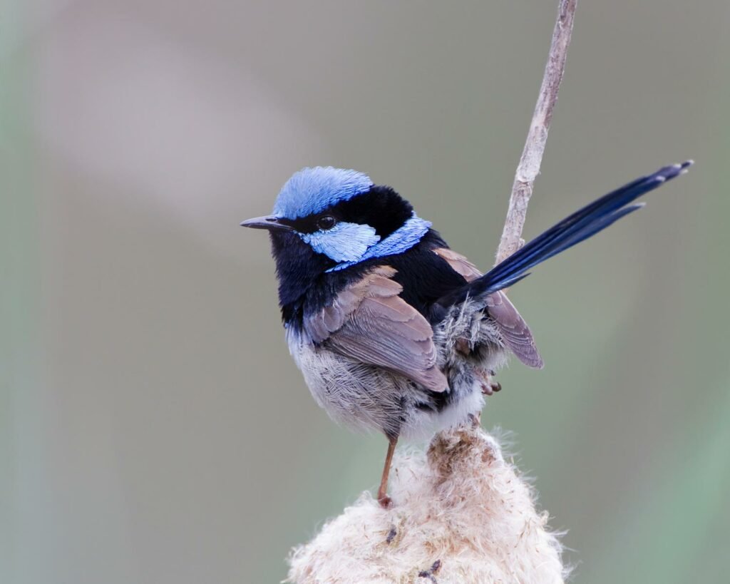 Superb fairywren (Malurus cyaneus)