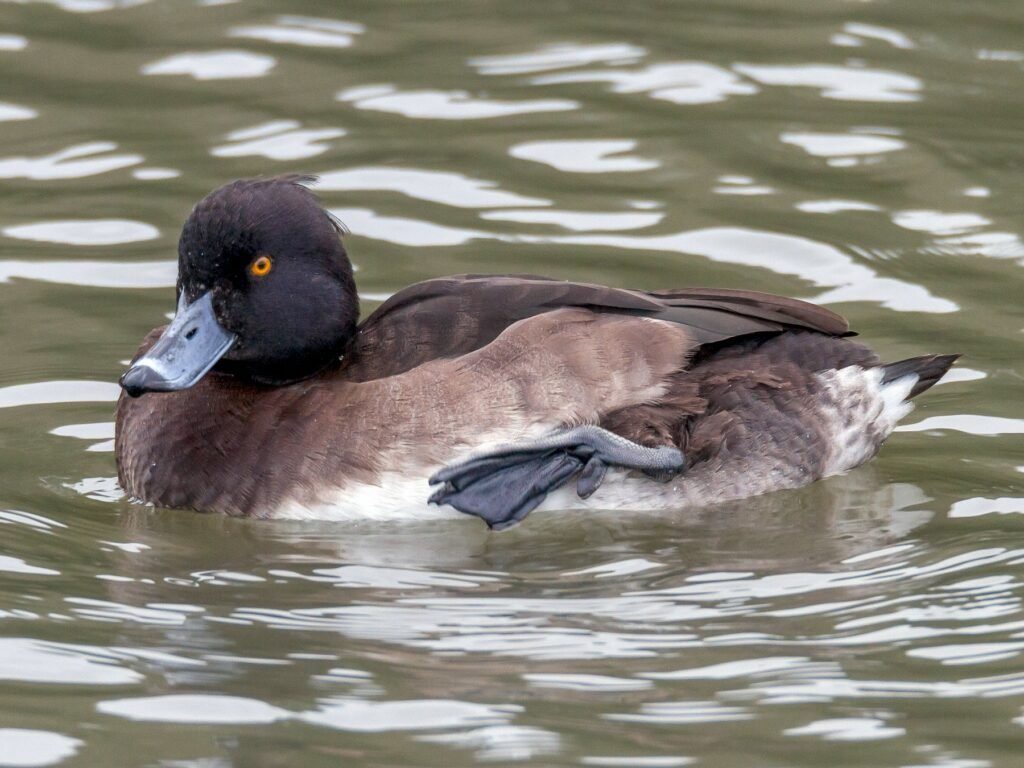 Female tufted duck