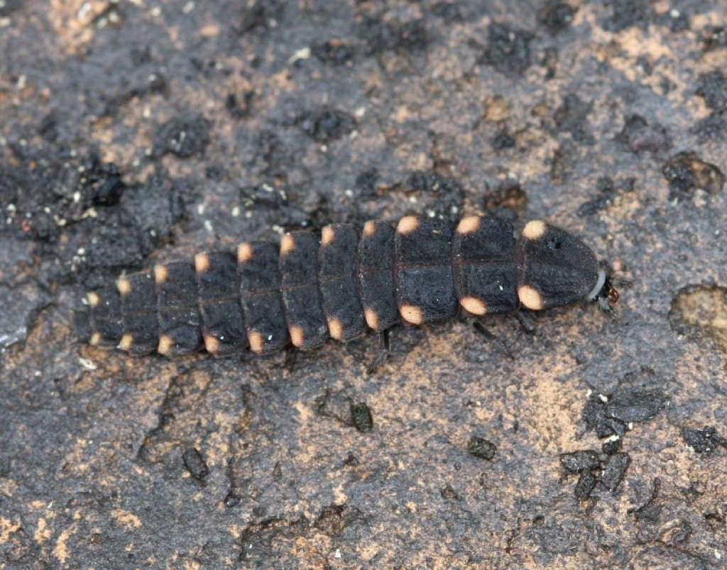 Glow-worm on a rock