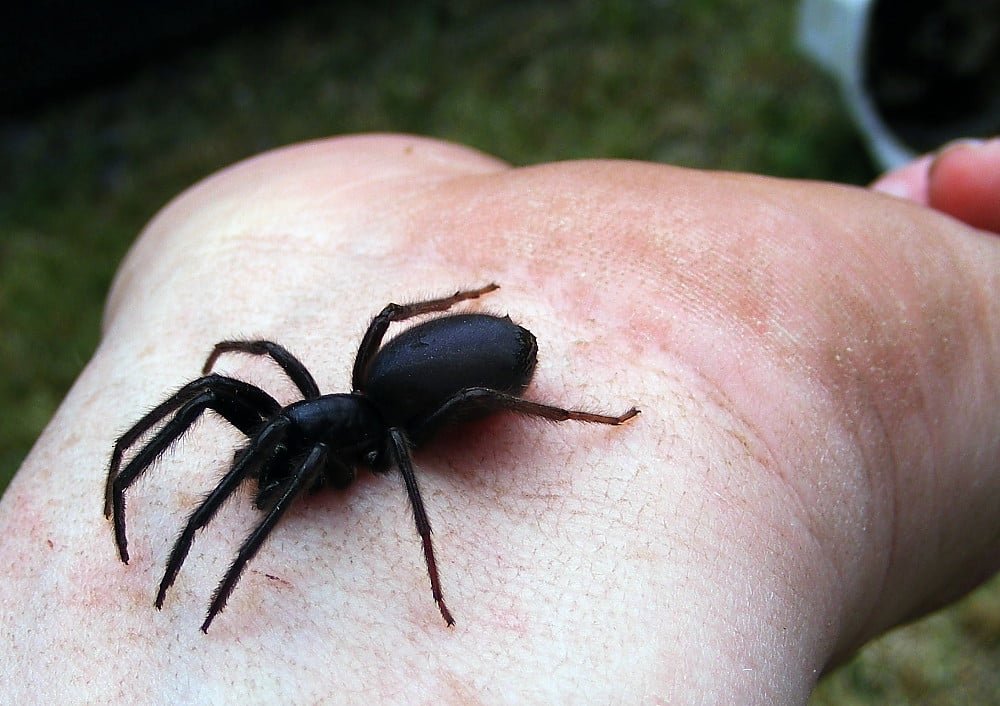 Huge tube web spider
