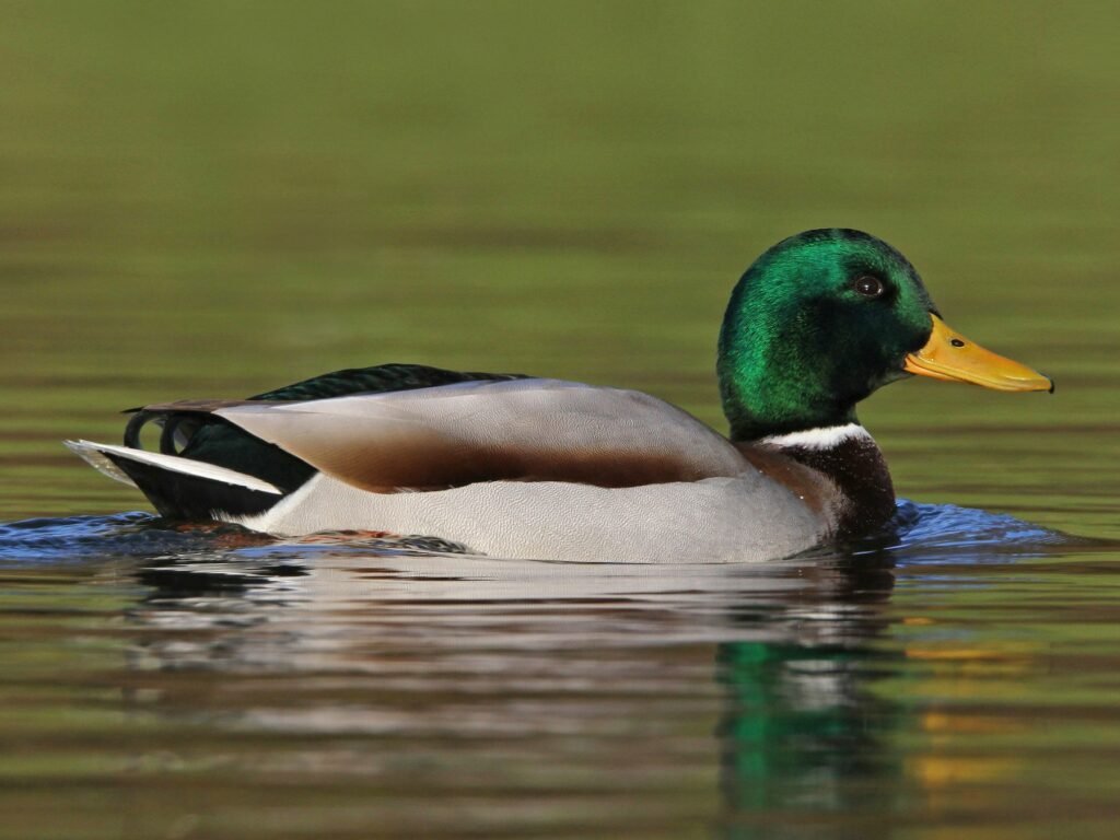 mallard