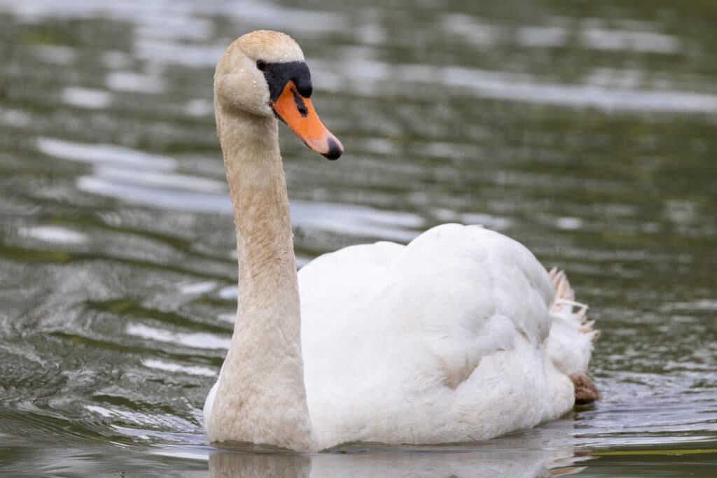 Mute Swan (Cygnus Olor)