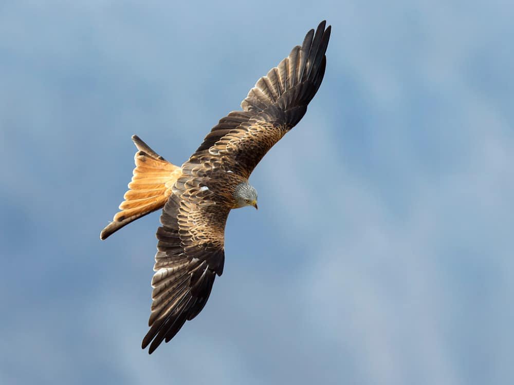 Red Kite (Milvus Milvus) 