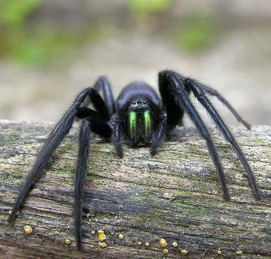 Tube web spider