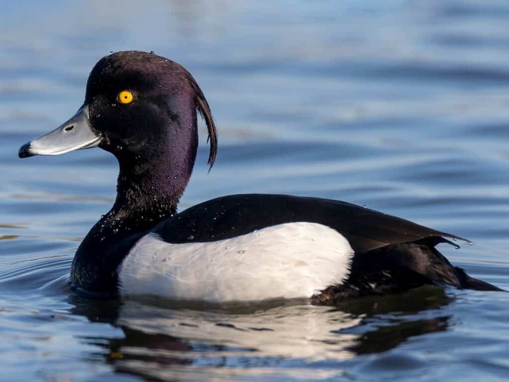 Tufted Duck (Aythya fuligula)
