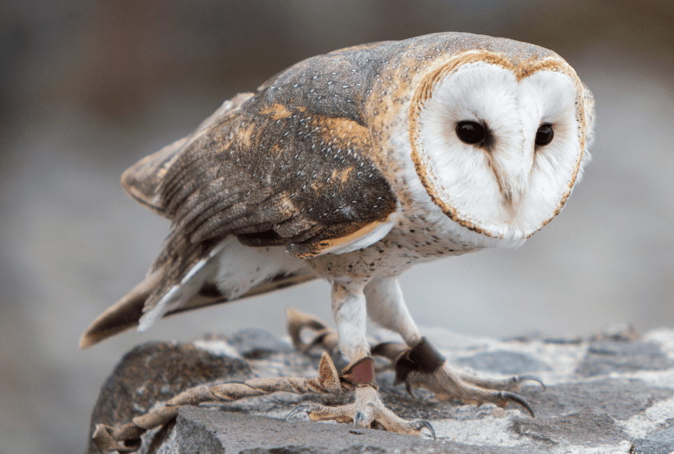 Barn Owl (Tyto Alba)