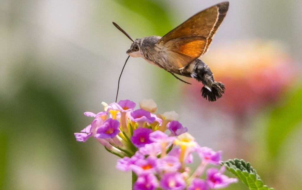 Hummingbird Hawk-Moth