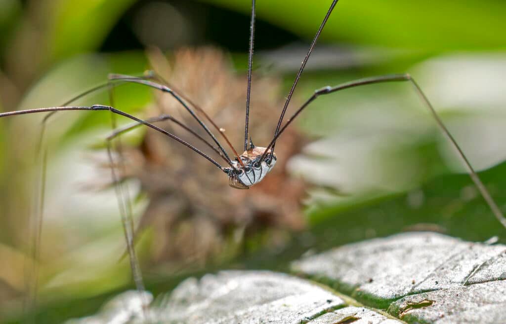 Harvestman (Opiliones)