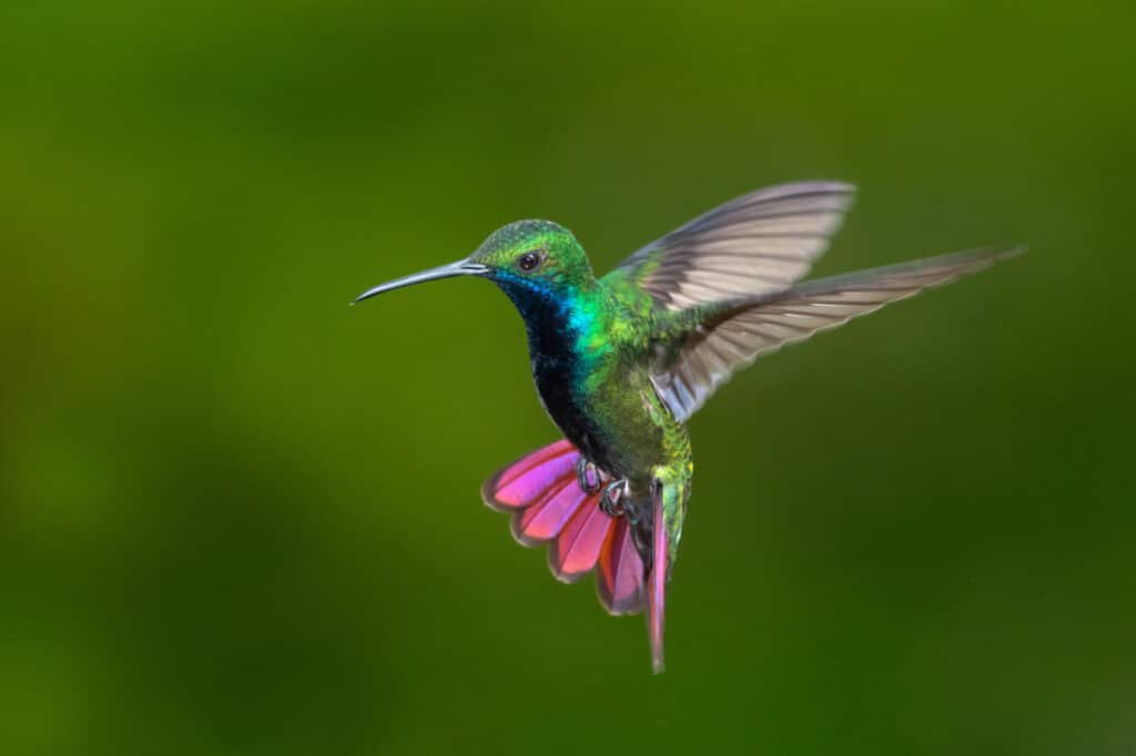 Hummingbird